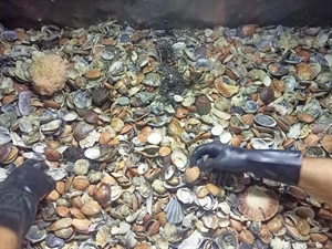 FedAgriPesca Fvg: crisi climatica e mucillagini mettono in ginocchio la molluschicoltura